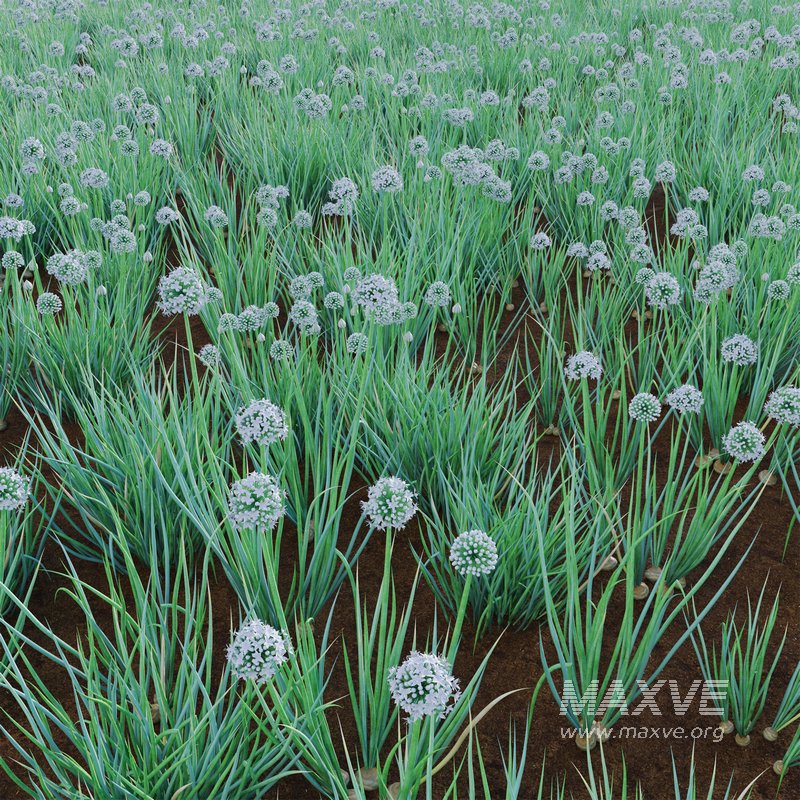 Allium cepa – Common Onion - Image 3