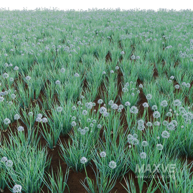 Allium cepa – Common Onion - Image 4