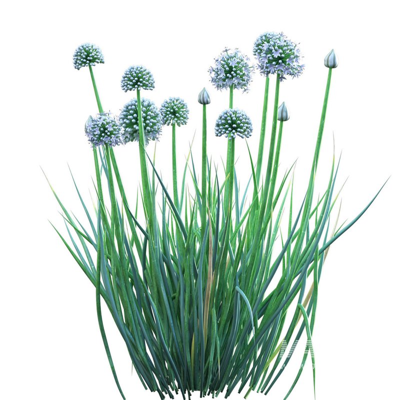 Allium cepa – Common Onion - Image 2