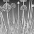 Allium cepa – Common Onion - Thumbnail 5