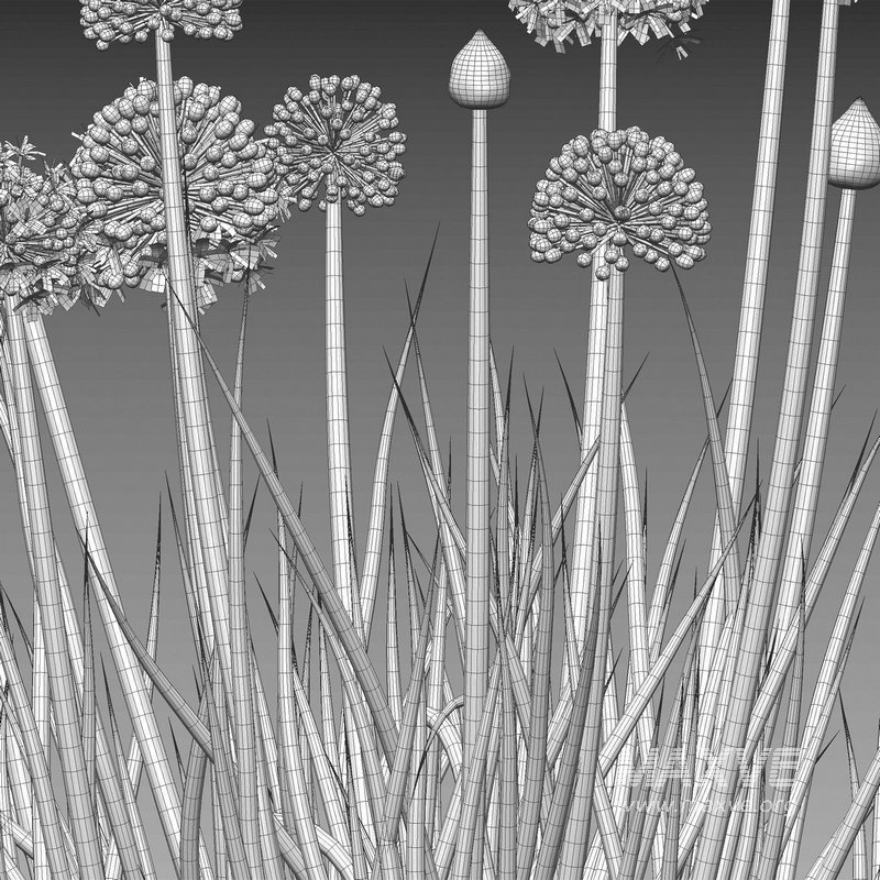 Allium cepa – Common Onion - Image 5