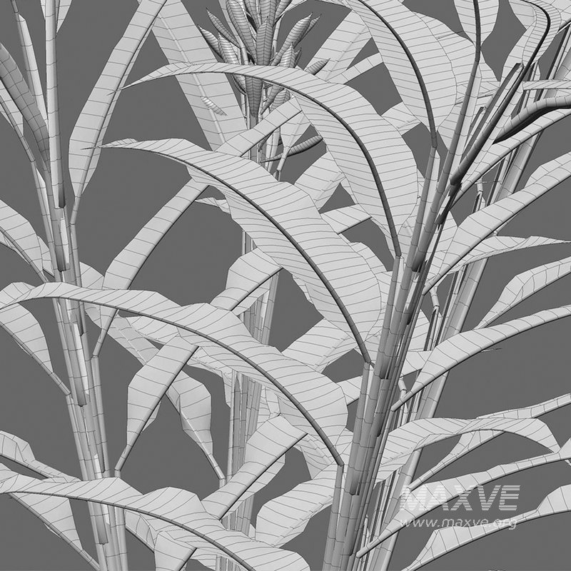 Alpinia Purpurata – Red Ginger - Image 4