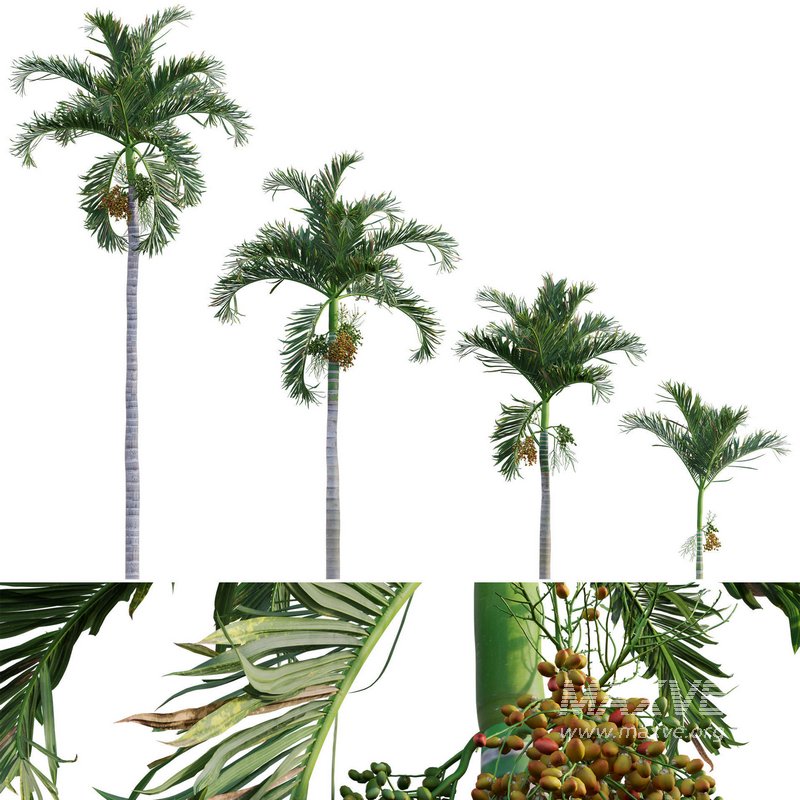 Areca catechu – Betel Nut Palm – Pinang Sirih - Image 1