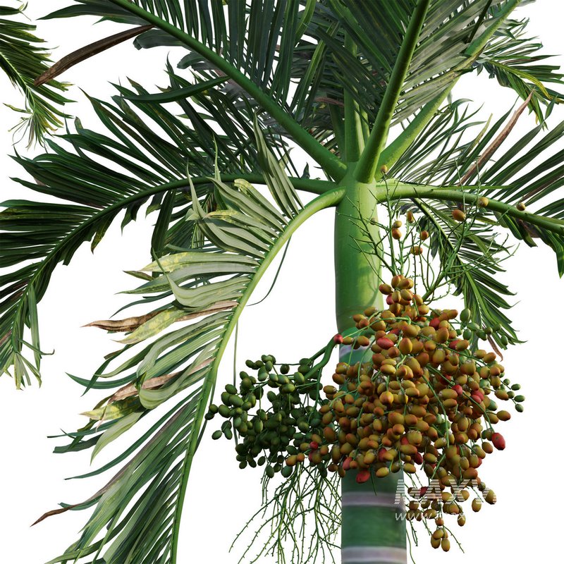 Areca catechu – Betel Nut Palm – Pinang Sirih - Image 2