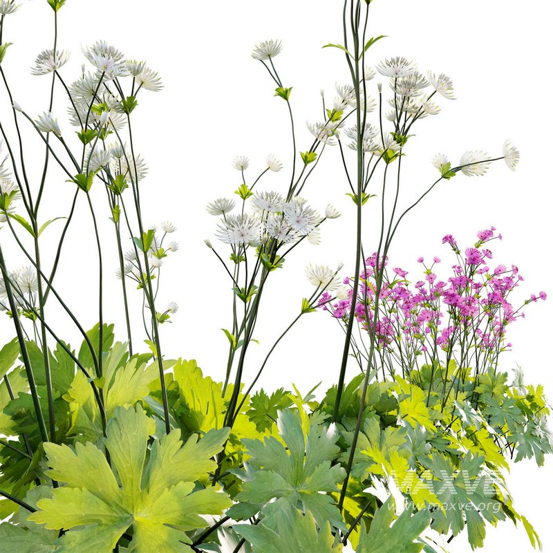 Astrantia major Great Masterwort - Image 3