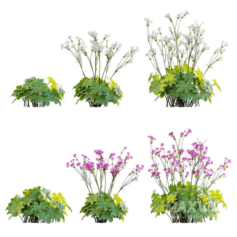 Astrantia major Great Masterwort - Image 1