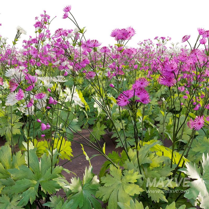 Astrantia major Great Masterwort - Image 2