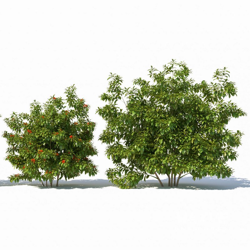 Aucuba japonica - Image 2