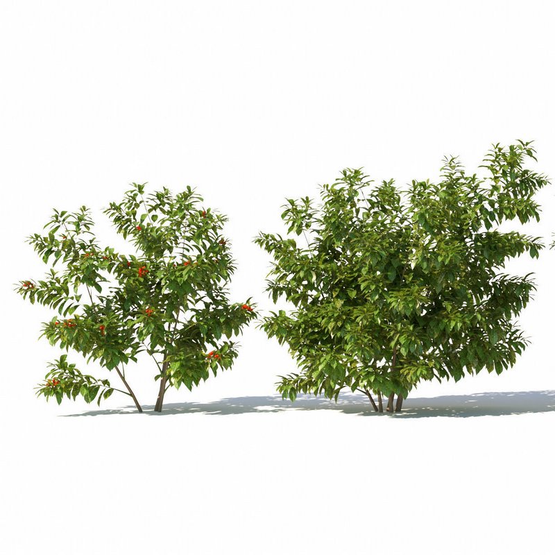 Aucuba japonica - Image 3