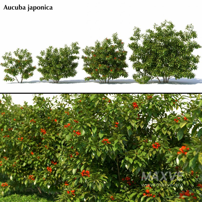 Aucuba japonica - Image 1