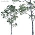 Eucalyptus saligna – Sydney Blue Gum 02 - Thumbnail 1