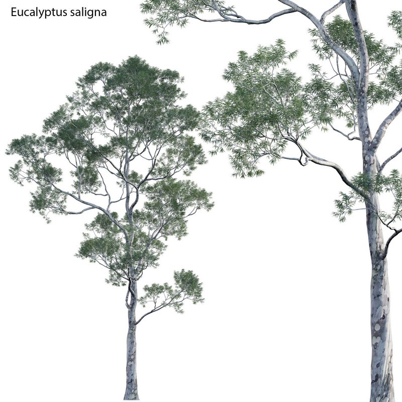 Eucalyptus saligna – Sydney Blue Gum 02 - Image 1