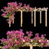 Bougainvillea 02 - Thumbnail 1