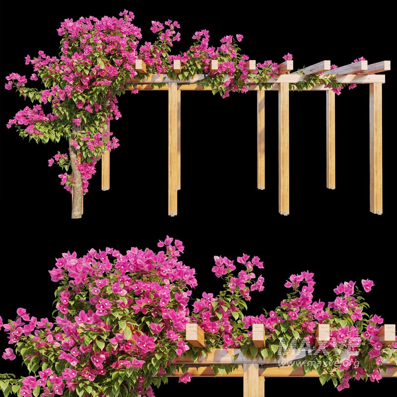 Bougainvillea 02 - Image 1