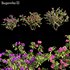 Bougainvillea 03 - Thumbnail 1
