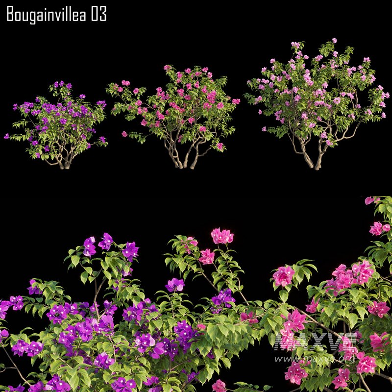 Bougainvillea 03 - Image 1