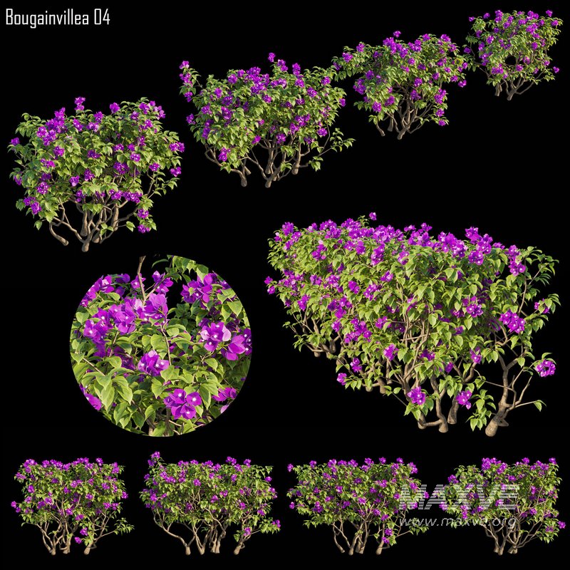 Bougainvillea 04 - Image 1