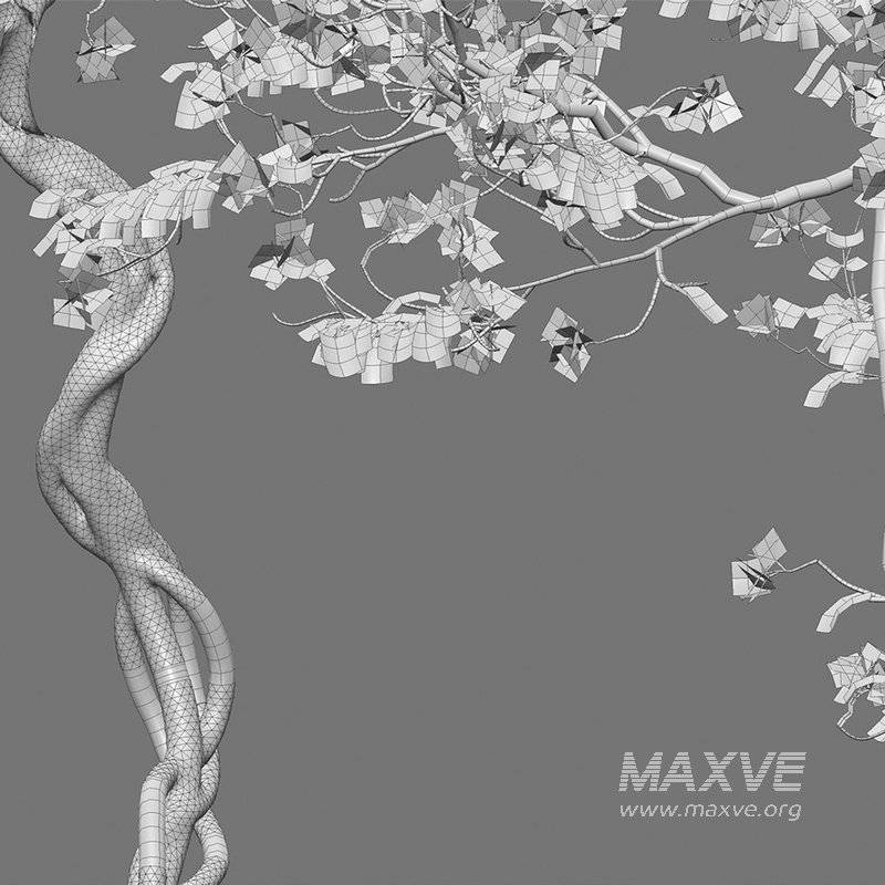 Bougainvillea 12 - Image 4