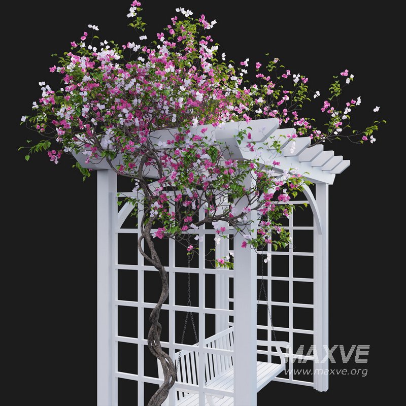 Bougainvillea 16 - Image 3