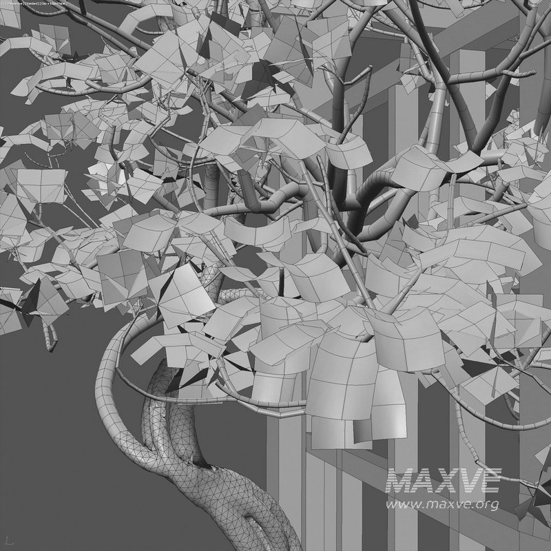 Bougainvillea 16 - Image 6