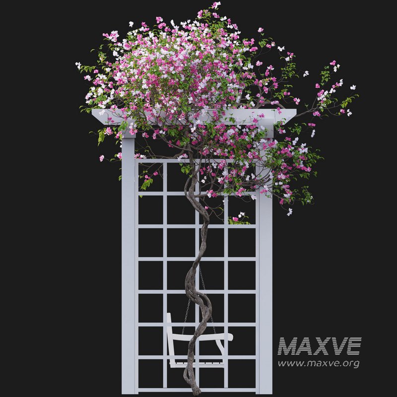 Bougainvillea 16 - Image 4