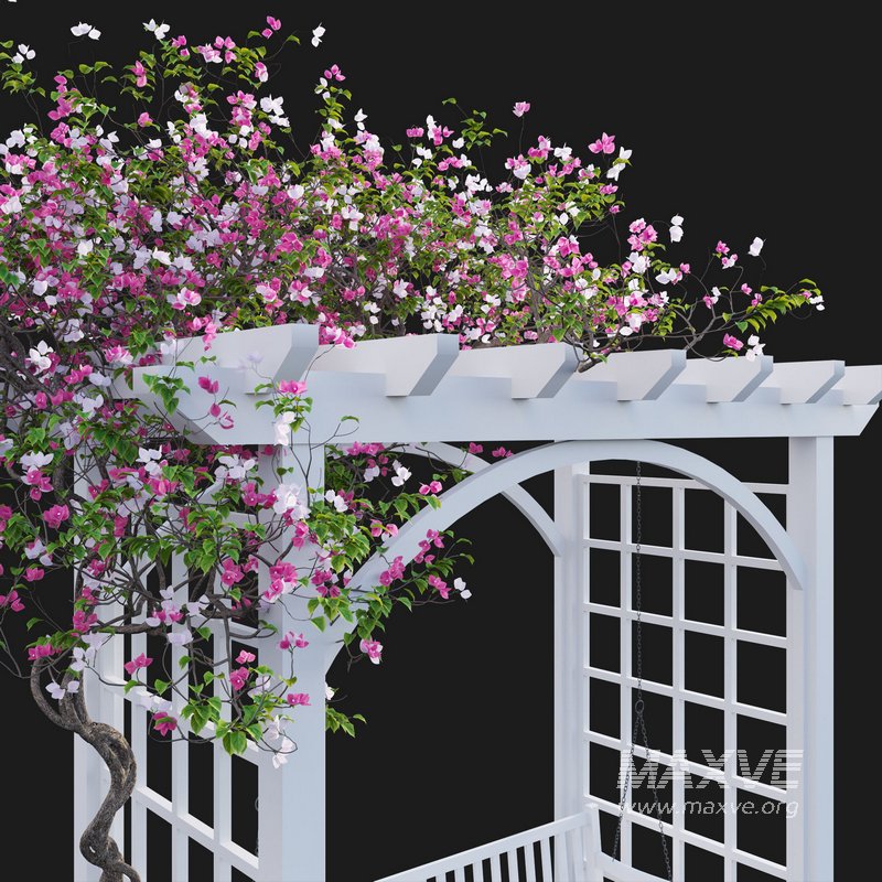 Bougainvillea 16 - Image 5