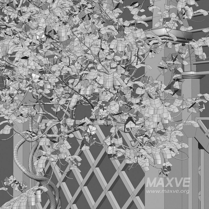 Bougainvillea 16 - Image 5