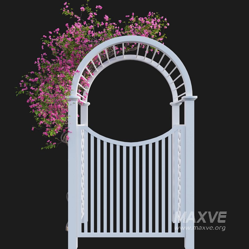 Bougainvillea 16 - Image 2