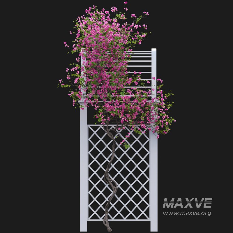 Bougainvillea 16 - Image 3