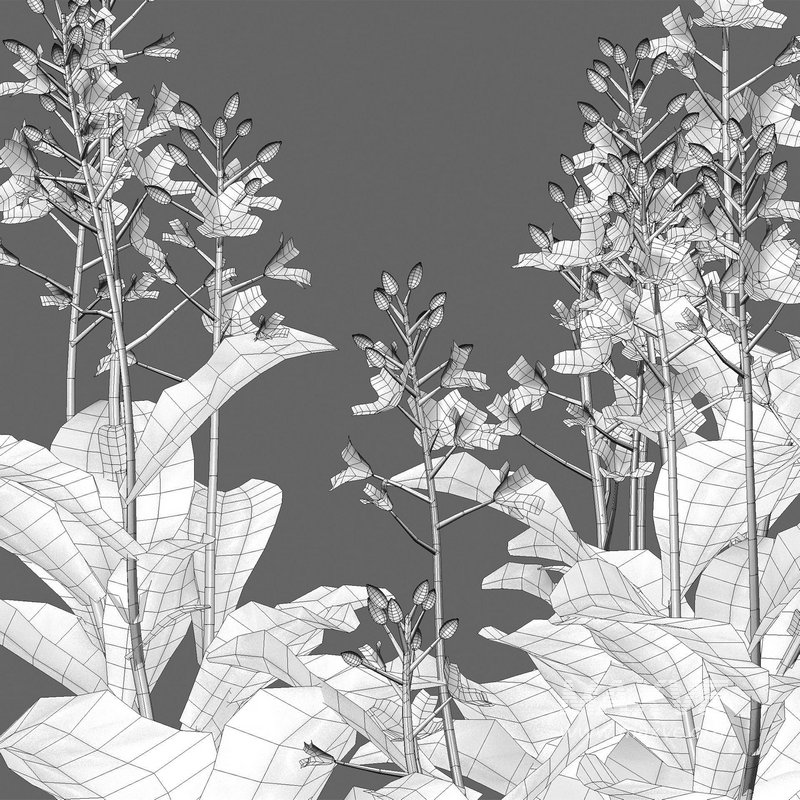 Brassica Napus – Turnip Rooted Cabbage - Image 4