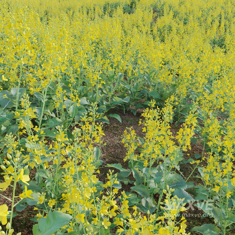 Brassica Napus – Turnip Rooted Cabbage - Image 3