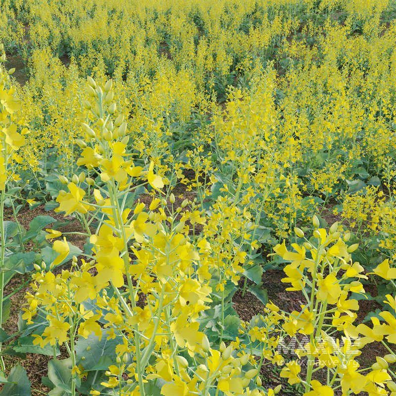 Brassica Napus – Turnip Rooted Cabbage - Image 2