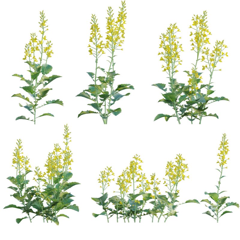 Brassica Napus – Turnip Rooted Cabbage - Image 1