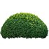 Buxus microphylla – Littleleaf Box - Thumbnail 2