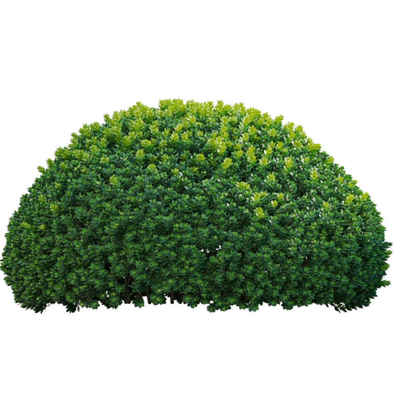 Buxus microphylla – Littleleaf Box - Image 2