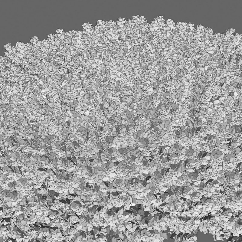 Buxus microphylla – Littleleaf Box - Image 4