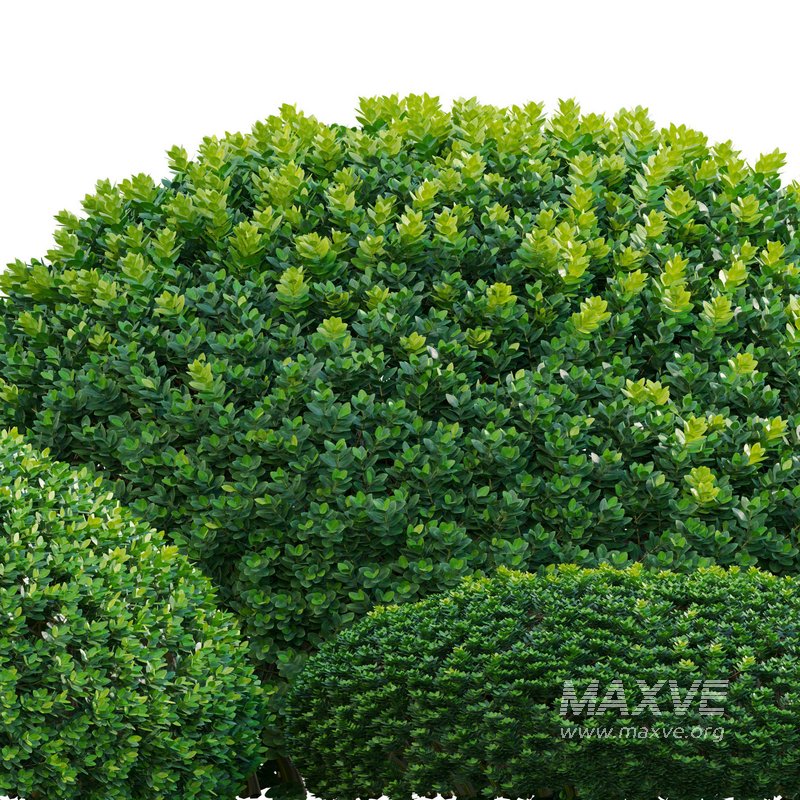Buxus microphylla – Littleleaf Box - Image 3