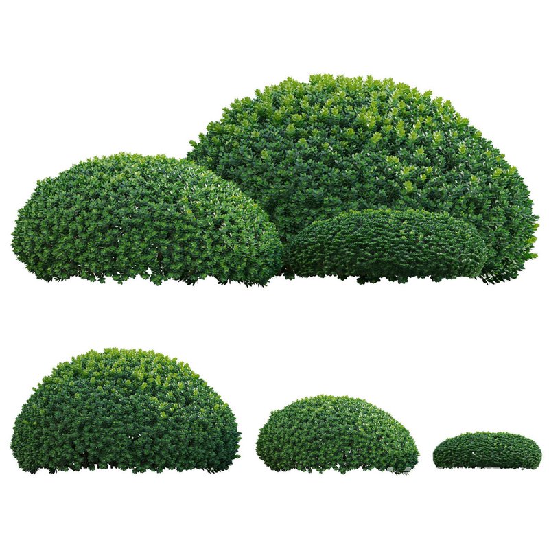 Buxus microphylla – Littleleaf Box - Image 1
