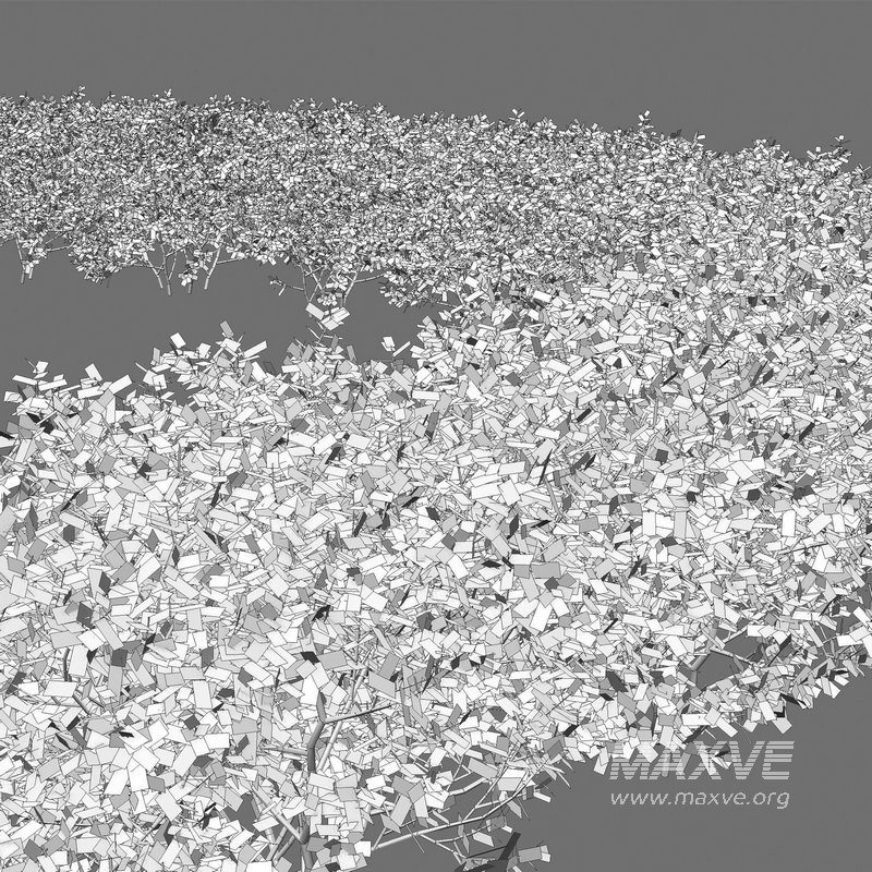 Buxus Sempervirens – Boxwood 02 - Image 3