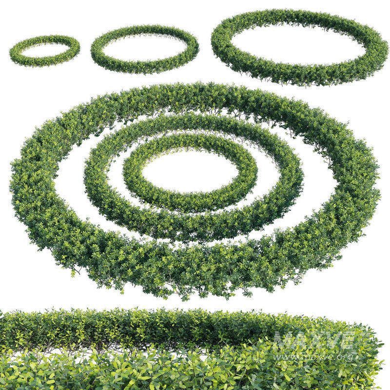 Buxus Sempervirens – Boxwood 02 - Image 1
