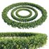 Buxus Sempervirens – Boxwood 02 - Thumbnail 2