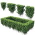 Buxus Sempervirens – Boxwood 03 - Thumbnail 1