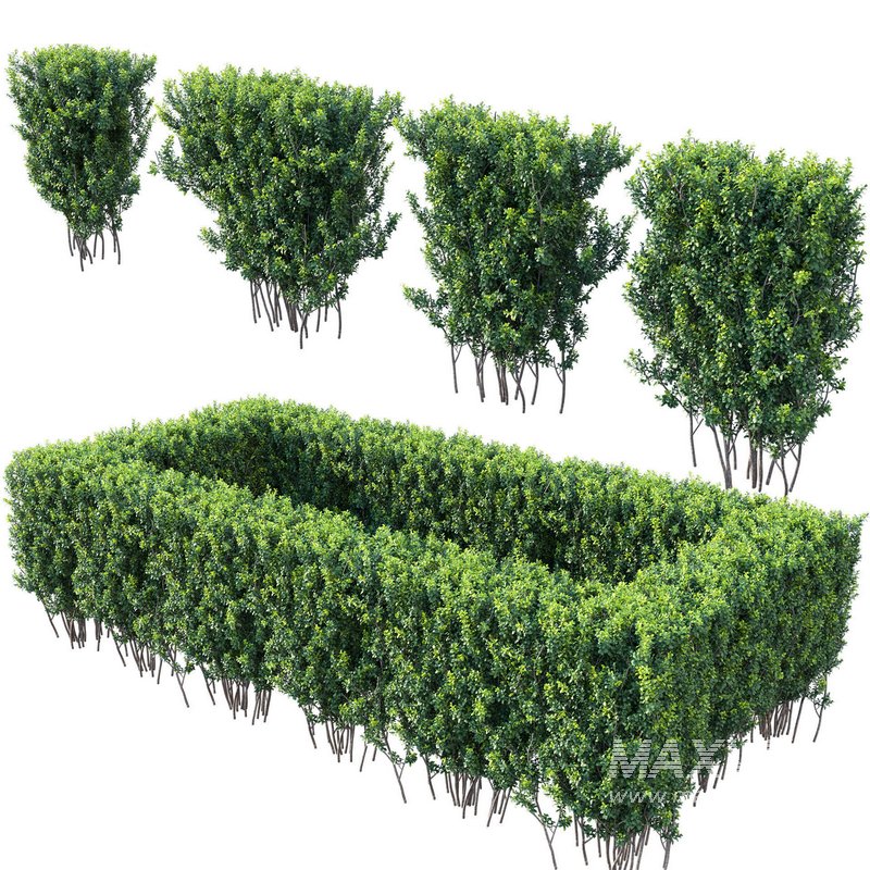 Buxus Sempervirens – Boxwood 03 - Image 1