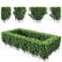 Buxus Sempervirens – Boxwood 03 - Thumbnail 2