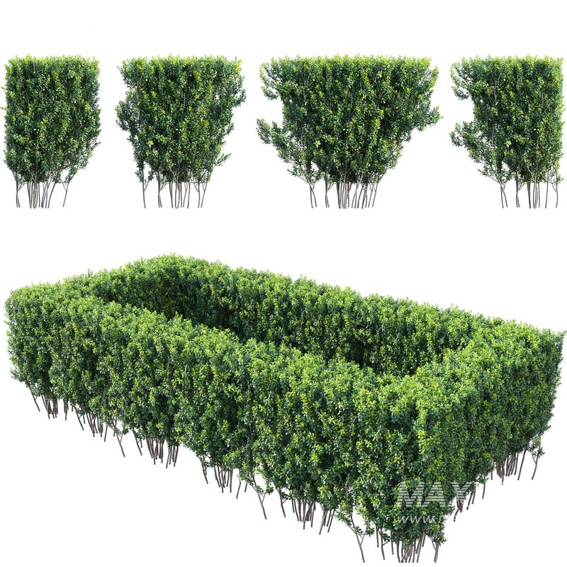 Buxus Sempervirens – Boxwood 03 - Image 2