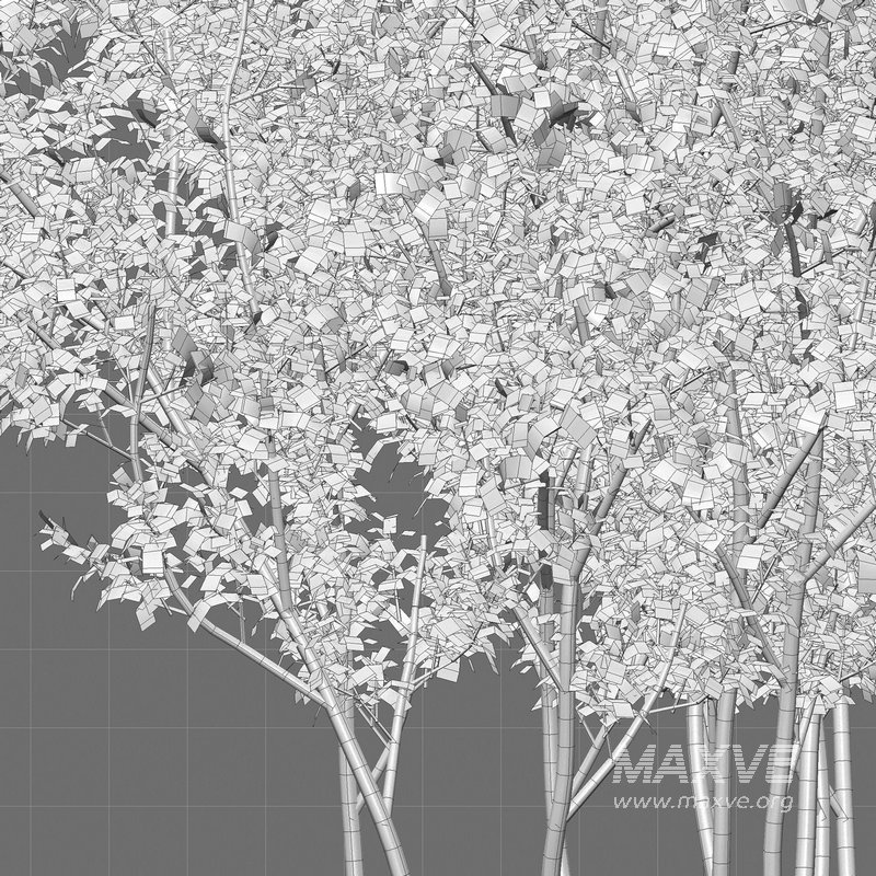 Buxus Sempervirens – Boxwood 03 - Image 3