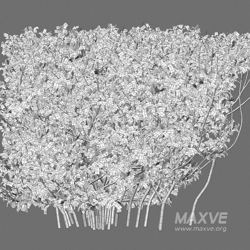 Buxus Sempervirens – Boxwood - Image 3