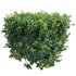 Buxus Sempervirens – Boxwood - Thumbnail 2