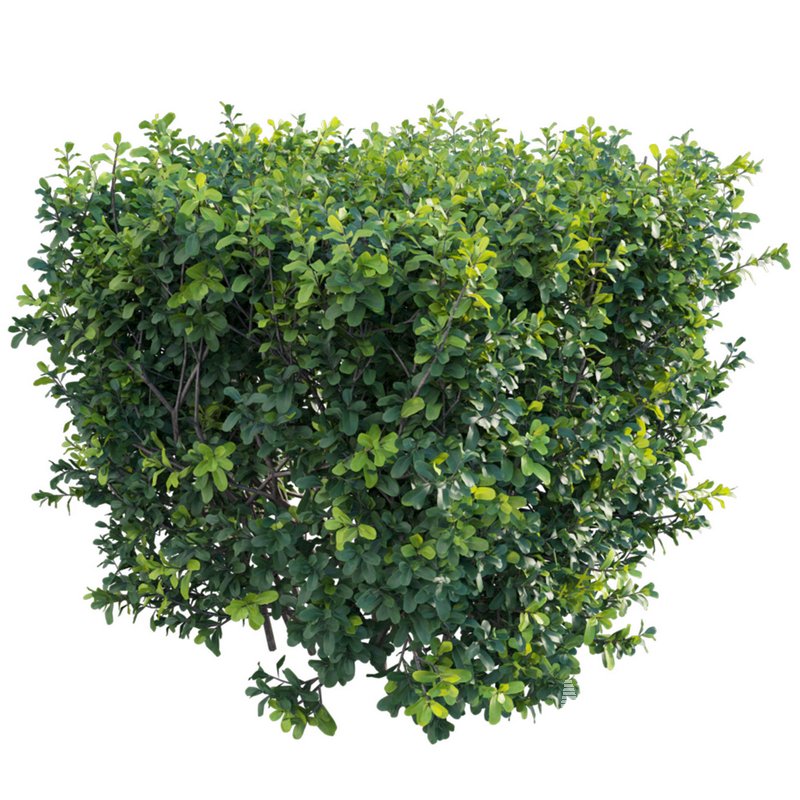 Buxus Sempervirens – Boxwood - Image 2