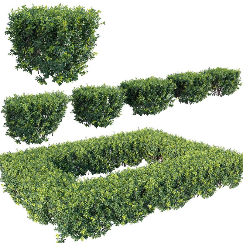 Buxus Sempervirens – Boxwood - Image 1